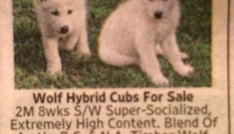 high content wolfdog puppies for sale